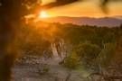Pearl Izumi Mens Canyon LS Jersey 11