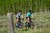 Pearl Izumi Womens Expedition Bib Short Black