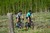 Pearl Izumi Womens Expedition Short 