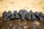 Velo Saddles Angel TT+ Saddle The Velo Saddles Family Of Saddles
