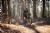 Teravail Sparwood 29 Inch Adventure Tire 